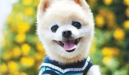 冰凉一夏之萌宠吃瓜免费,萌宠吃瓜欢乐多——免费畅享夏日清凉时光